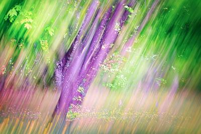 Premium Photographic Print, , small