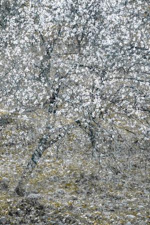 Premium Photographic Print, , small