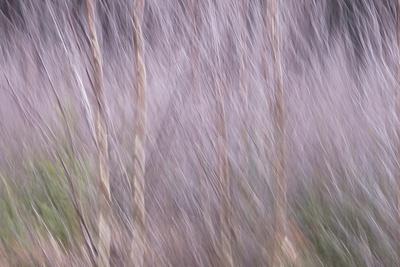 Photographic Print, , small