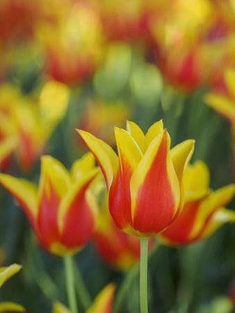 Photographic Print, , small