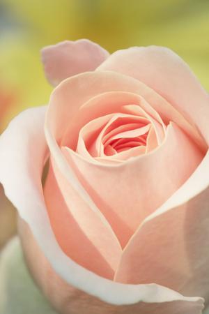 Premium Photographic Print, , small