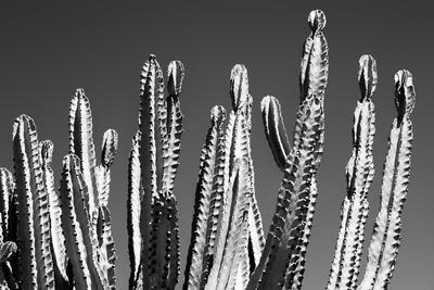 Premium Photographic Print, , small
