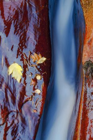 Premium Photographic Print, , small