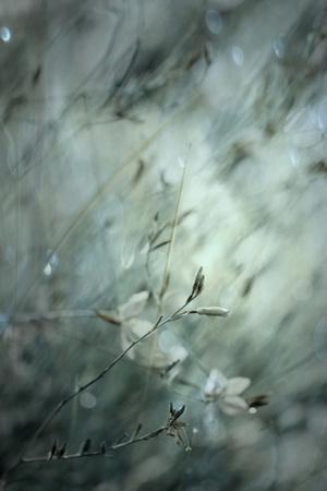 Premium Photographic Print, , small