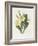 Primrose-Gwendolyn Babbitt-Framed Art Print