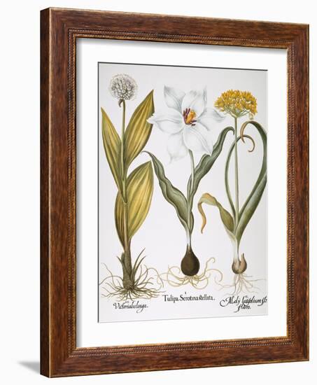 Garlic, 1613-Besler Basilius-Framed Giclee Print