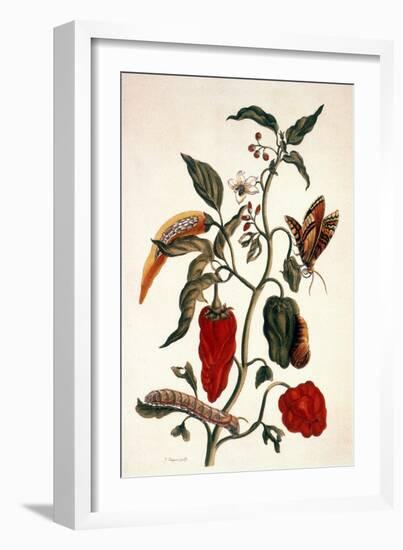 Pepper Plant-Maria Sibylla Merian-Framed Giclee Print