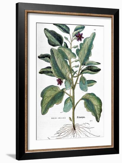 Eggplant, 1735-Elizabeth Blackwell-Framed Giclee Print