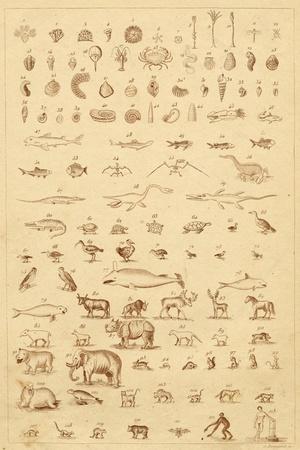 Photographic Print, , small