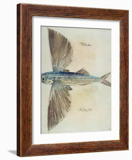 Flying-Fish-John White-Framed Giclee Print