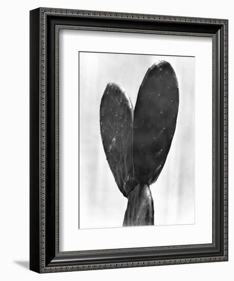 Cactus, Mexico City, 1925-Tina Modotti-Framed Giclee Print