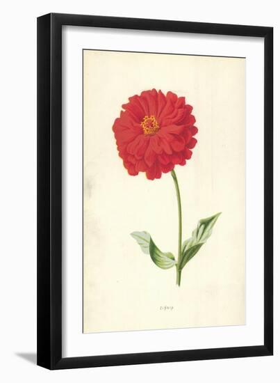 Zinnia-Frederick Edward Hulme-Framed Giclee Print