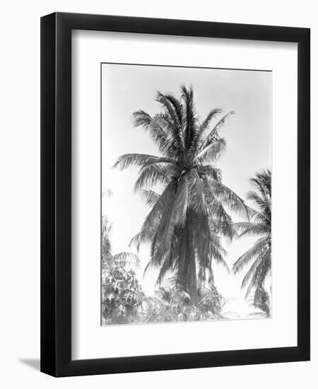 Palm Tree, 1925-Tina Modotti-Framed Giclee Print