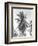 Palm Tree, 1925-Tina Modotti-Framed Giclee Print