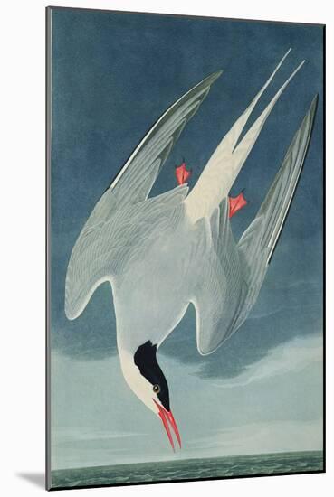 Arctic Tern, from 'Birds of America', Engraved by Robert Havell (1793-1878) Published 1835-John James Audubon-Mounted Giclee Print