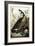 Canada Goose, C.1827-1838-John James Audubon-Framed Giclee Print