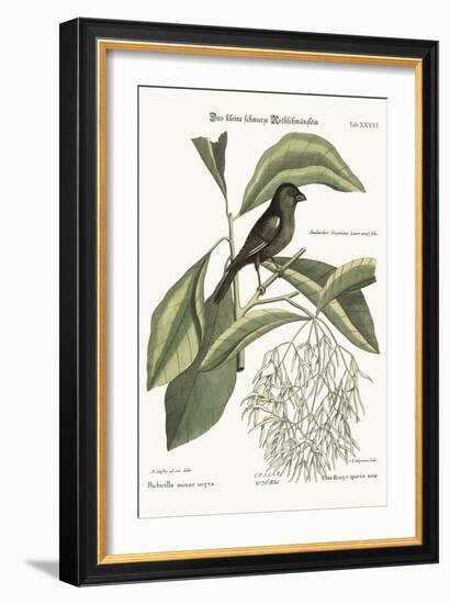 The Little Black Bullfinch, 1749-73-Mark Catesby-Framed Giclee Print