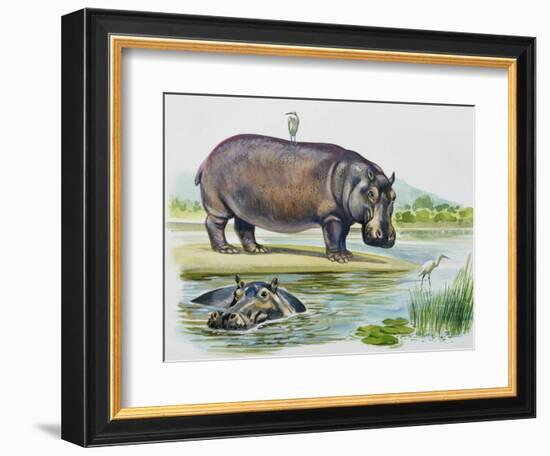 Hippopotamus or Hippo (Hippopotamus Amphibius), Hippopotamidae-null-Framed Giclee Print