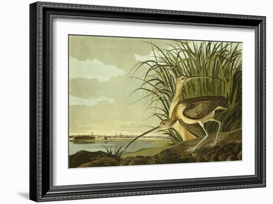 Male And Female Long Billed Curlew (Numenius Americanus) with the City of Charleston Behind-John James Audubon-Framed Giclee Print