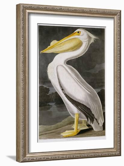 American White Pelican-John James Audubon-Framed Giclee Print