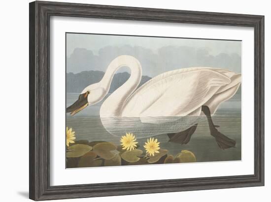 Common American Swan-John James Audubon-Framed Giclee Print