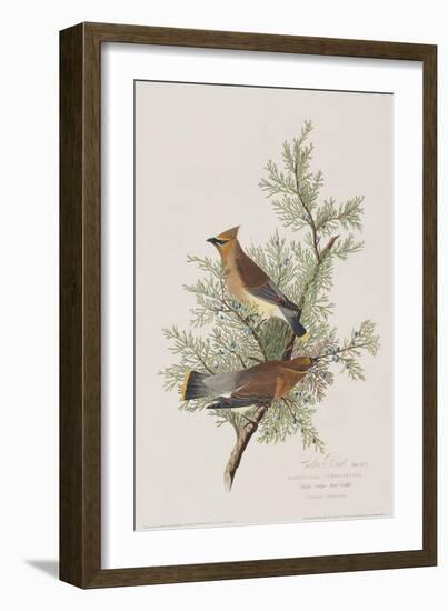 Illustration from 'Birds of America', 1827-38-John James Audubon-Framed Giclee Print