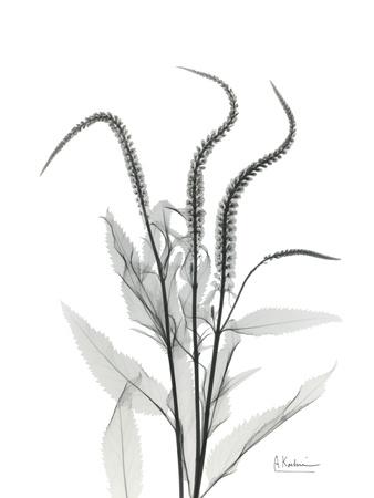 Premium Giclee Print, , small
