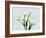 Calla Lily L275-Albert Koetsier-Framed Art Print