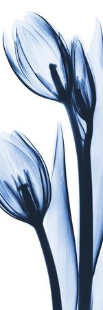 Premium Giclee Print, , small