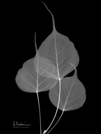 Premium Giclee Print, , small