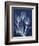 Magnificent Indigo Tulips-Albert Koetsier-Framed Art Print