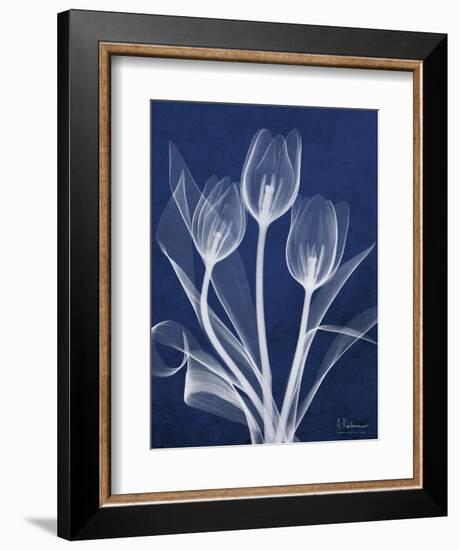 Magnificent Indigo Tulips-Albert Koetsier-Framed Art Print