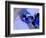 Abstract 1877-Pol Ledent-Framed Art Print