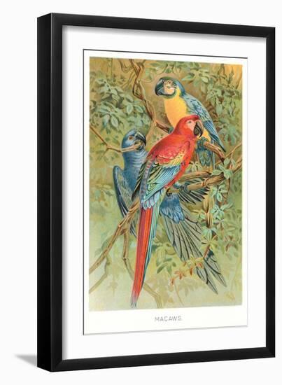 Macaws in the Jungle-null-Framed Art Print