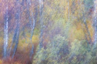 Photographic Print, , small