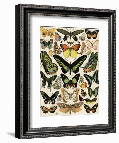 Butterflies and Moths not native to Europe-null-Framed Giclee Print