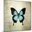 French Butterfly III-Debra Van Swearingen-Mounted Art Print