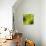 Nature Fan, Green Leaves Color-Belen Mena-Giclee Print displayed on a wall