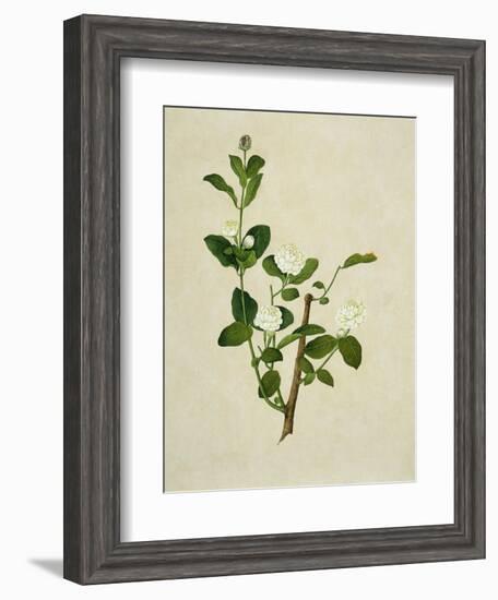 Chinese Botanical Illustration of an Arabian Jasmine-null-Framed Giclee Print