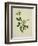 Chinese Botanical Illustration of an Arabian Jasmine-null-Framed Giclee Print