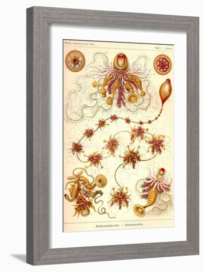 Siphoneae Hydrozoa-Ernst Haeckel-Framed Art Print