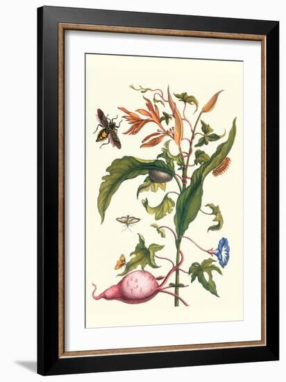 Sweet Potato with Melonworm and Giant Big-Legged Bug-Maria Sibylla Merian-Framed Art Print