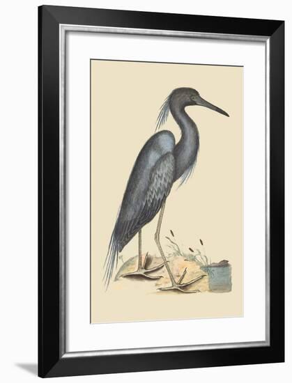 Blue Heron-Mark Catesby-Framed Art Print