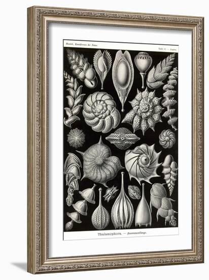 Thalamophora - Forminifera-Ernst Haeckel-Framed Art Print