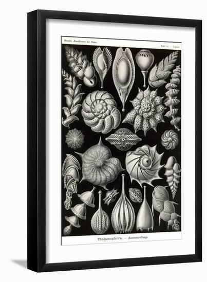 Thalamophora - Forminifera-Ernst Haeckel-Framed Art Print