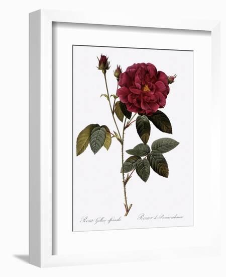 Common Provins Rose-Pierre Joseph Redoute-Framed Giclee Print
