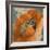 Orange Poppy-Lanie Loreth-Framed Art Print