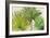 Arte Verde II-Patricia Pinto-Framed Art Print