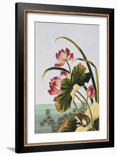 18th Century French Print of Red Water Lily of China-Stapleton Collection-Framed Giclee Print
