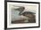 Brown Pelican, 1838-John James Audubon-Framed Premium Giclee Print